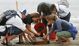 Sandy Beach lab